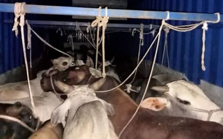 रायपुर में गौवंश तस्करी का खुलासा: गौ-सेवकों ने पुलिस को सौंपा, ओडिशा के कत्लखाने भेजे जा रहे थे मवेशी