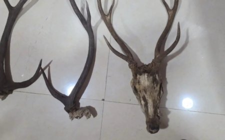 हिरण का शिकार कर घर में छिपाए सबूत, रायपुर में पकड़े गए 2 शिकारी; अफसरों से भिड़े,