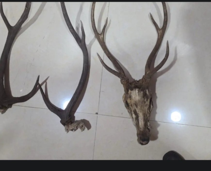 हिरण का शिकार कर घर में छिपाए सबूत, रायपुर में पकड़े गए 2 शिकारी; अफसरों से भिड़े,