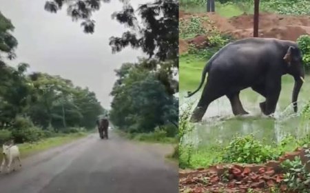 दंतैल का आतंक: अकेला हाथी बना कहर, 2 ग्रामीणों को कुचला, तीसरे ने पेड़ पर चढ़कर बचाई जान