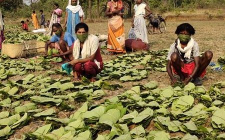 हरा सोना (तेंदूपत्ता) खरीदी में भ्रष्टाचार, कई प्रबंधक सस्पेंड और समितियां कि गई भंग