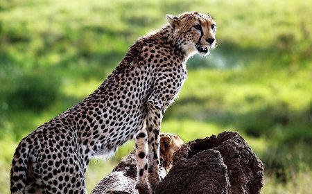 तेंदुआ 40 फिट गहरे कुएं में गिरा, फॉरेस्ट विभाग जुटा रेस्क्यू अभियान में..