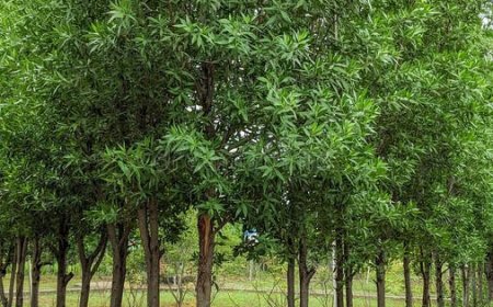 कार्नो कार्पस पेड़  मानव जीवन के लिए एक खामोश खतरा प्राइवेट बिल्डरों के कारण सांस से संबंधित दमा  के मरीज बढ़ रहे हैं