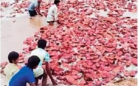 बारिश बनी मुसीबत: इंद्रावती नदी में बह गया आदिवासियों का तेंदूपत्ता, करोड़ों का नुकसान