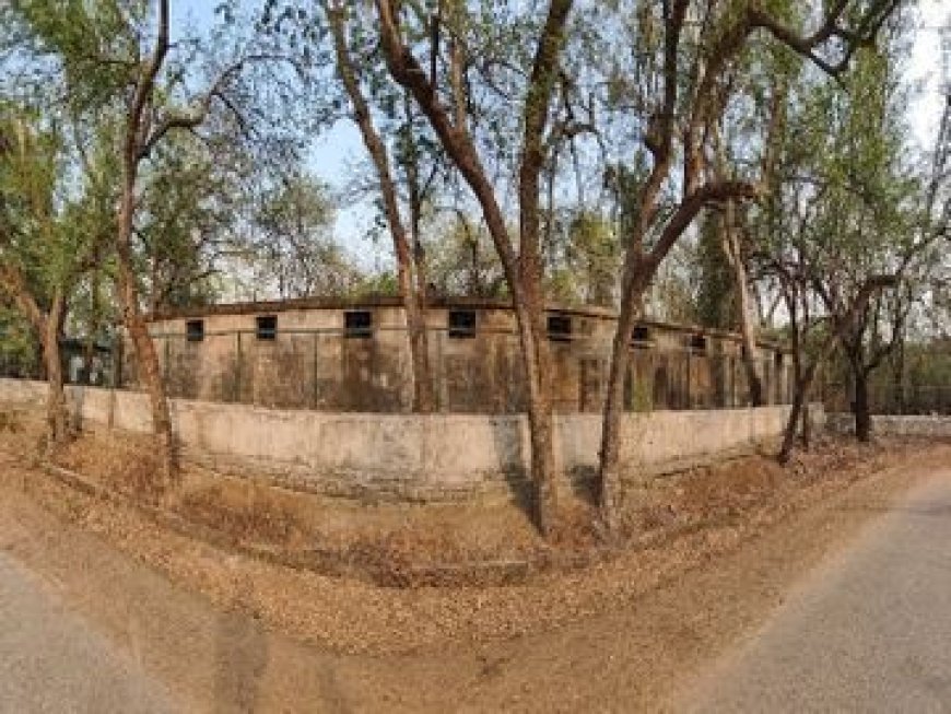 8 साल से नंदनवन में कैद हैं जंगल के राजा: तेंदुआ-लकड़बग्घा की ज़िंदगी बनी लोहे का पिंजरा, ना धूप ना बारिश