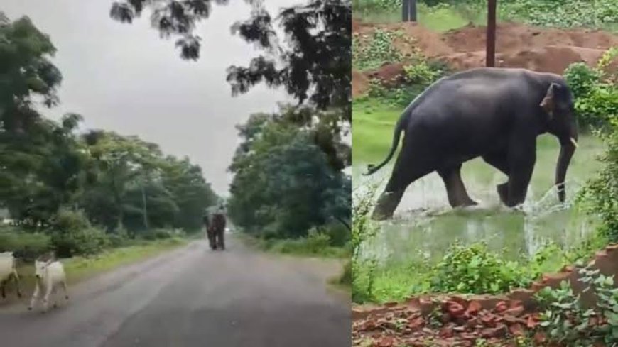 दंतैल का आतंक: अकेला हाथी बना कहर, 2 ग्रामीणों को कुचला, तीसरे ने पेड़ पर चढ़कर बचाई जान