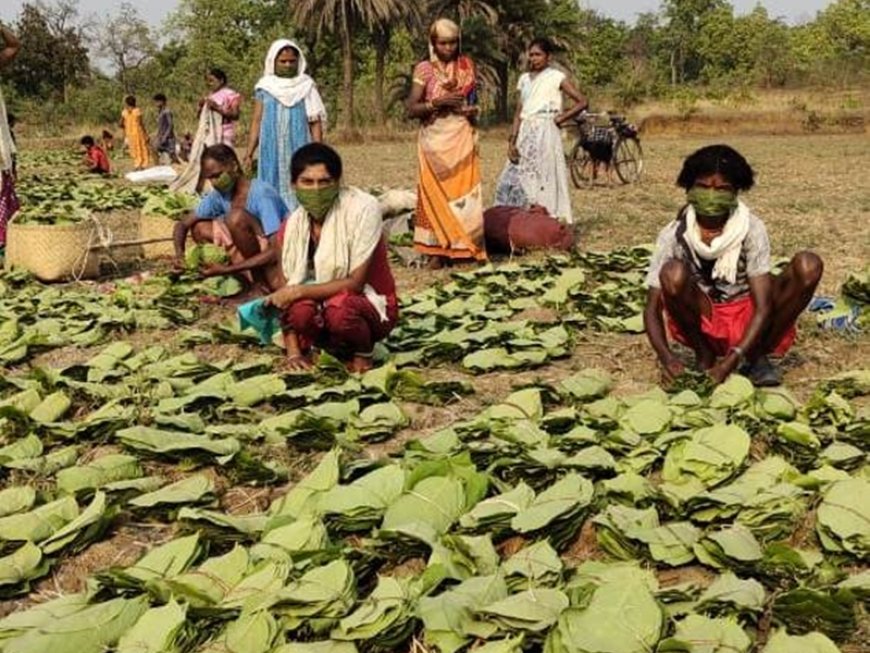 हरा सोना (तेंदूपत्ता) खरीदी में भ्रष्टाचार, कई प्रबंधक सस्पेंड और समितियां कि गई भंग