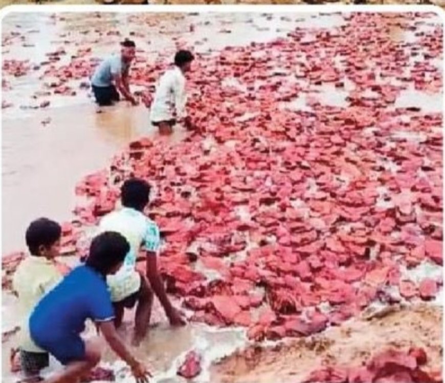 बारिश बनी मुसीबत: इंद्रावती नदी में बह गया आदिवासियों का तेंदूपत्ता, करोड़ों का नुकसान