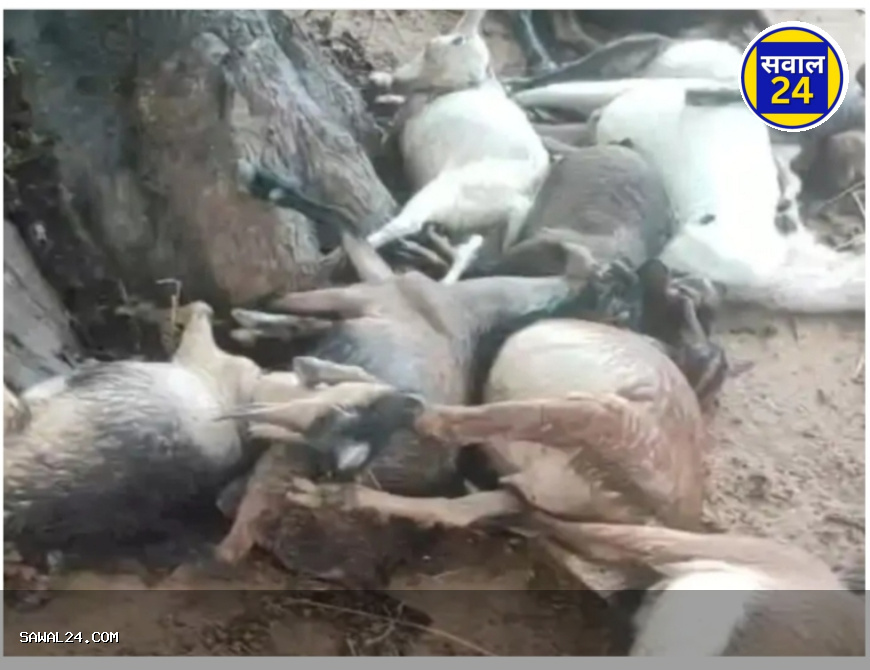 कोरबा जिले में आकाशीय बिजली गिरने से 15 बकरियों की मौत, तीन किसानों को भारी नुकसान