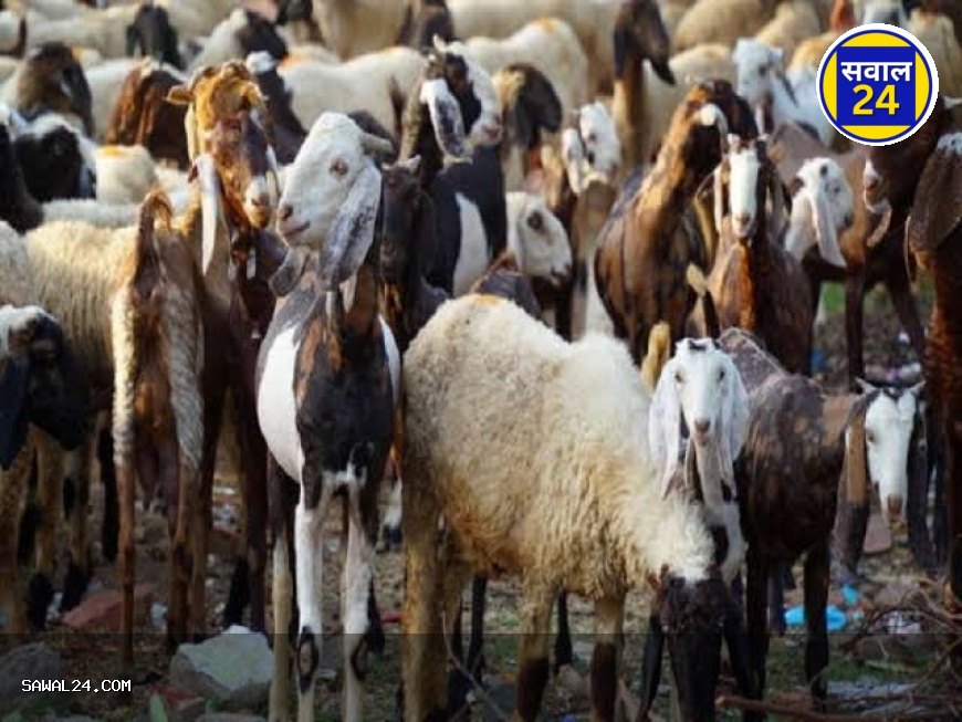 बकरीद पर दिखावा नहीं, सलीका दिखाएं: वक्फ बोर्ड अध्यक्ष की अपील – 'धार्मिक भावना निभाएं, सोशल मीडिया पर न फैलाएं'