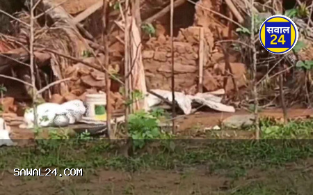 छत्तीसगढ़ में हाथियों का कहर: 3 लोगों की दर्दनाक मौत से गांव में दहशत